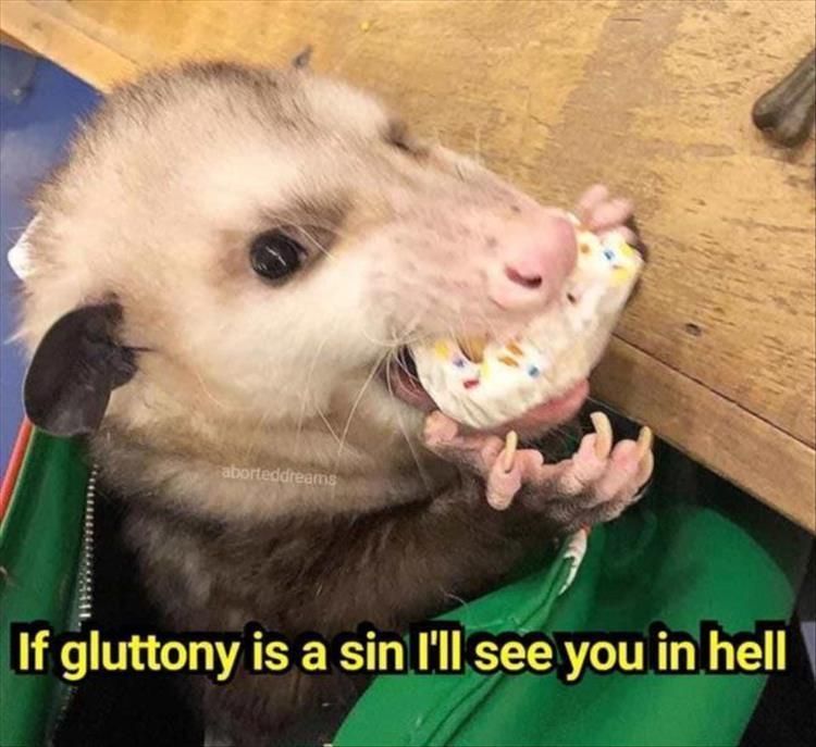 Top 26 Funny Animal Jokes You'Ve Gotta See 7