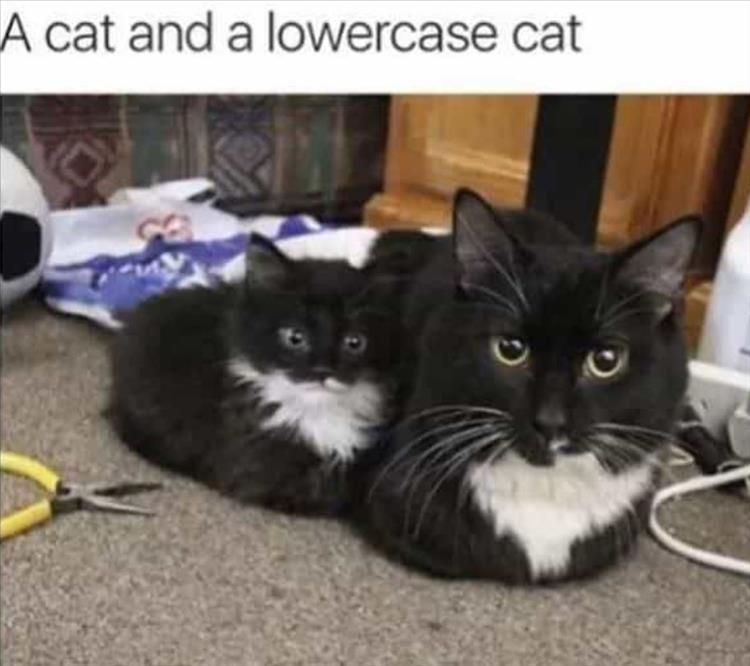 Top 26 Funny Animal Jokes You'Ve Gotta See 8