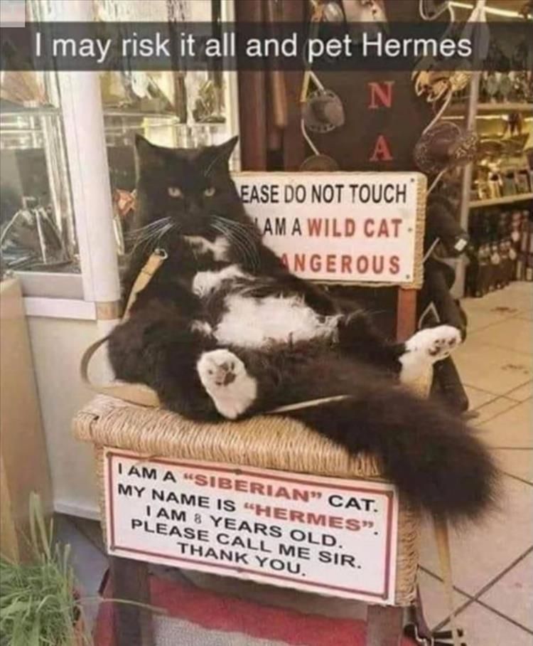 Top 26 Funny Animal Jokes You'Ve Gotta See 10