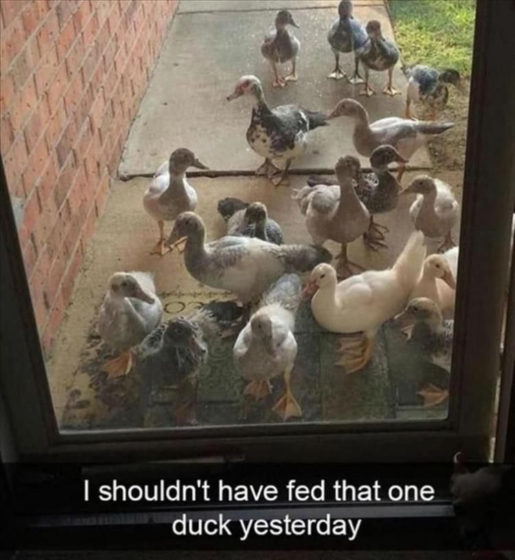 Top 26 Funny Animal Jokes You'Ve Gotta See 12