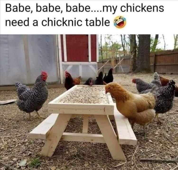 Saturdays Top 26 Funny Animal Memes 6291F3556B6Aa