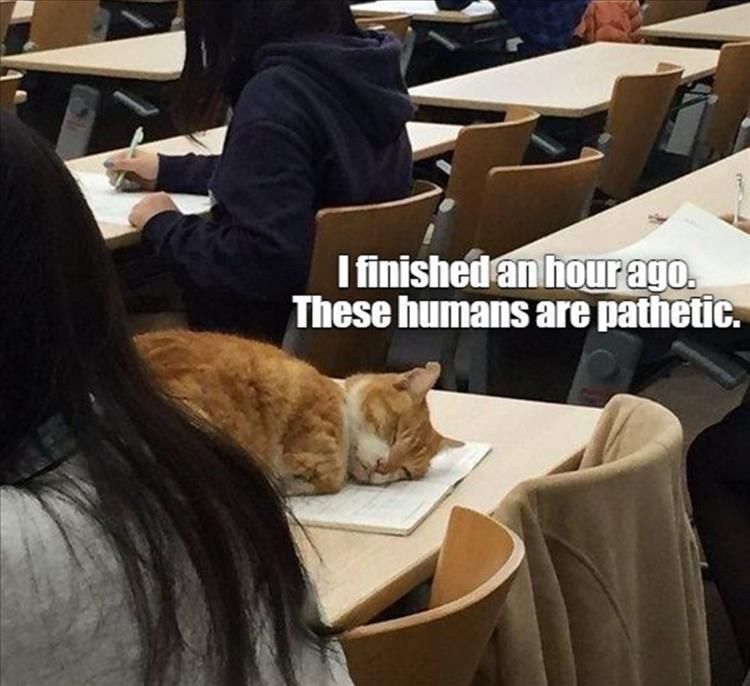 Saturdays Top 26 Funny Animal Memes 6291F3563950D