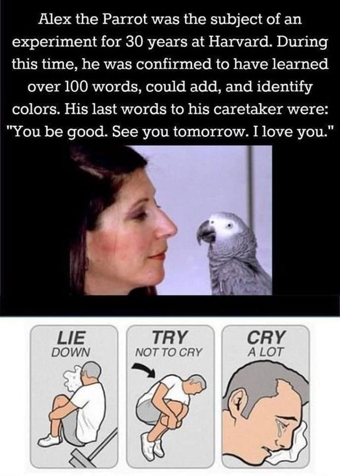 50 Wholesome Memes That Remind Us The World Isn’t All Bad