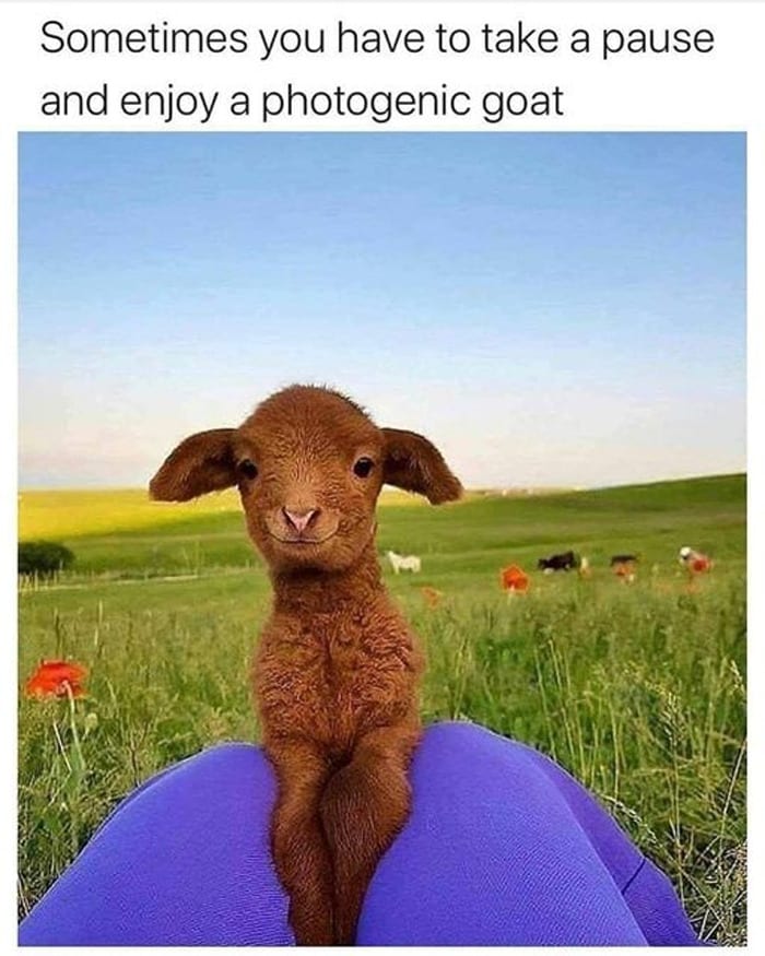 50 Wholesome Memes That Remind Us The World Isn’t All Bad