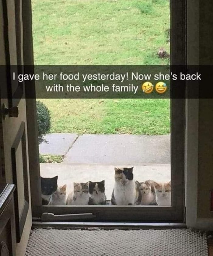 50 Wholesome Memes That Remind Us The World Isn’t All Bad