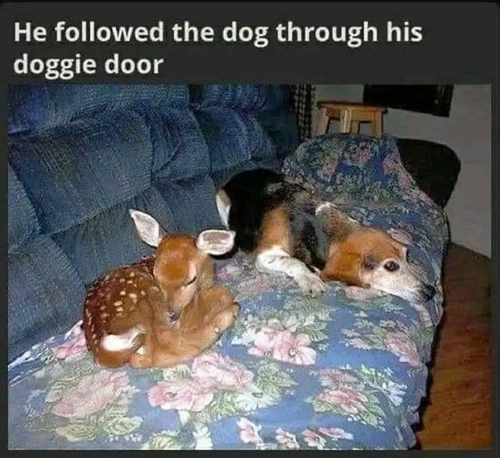 50 Wholesome Memes That Remind Us The World Isn’t All Bad