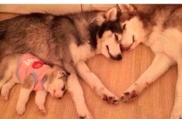 50 Wholesome Memes That Remind Us The World Isn’t All Bad
