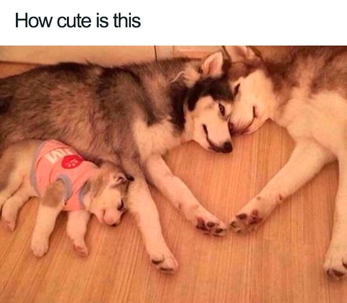 50 Wholesome Memes That Remind Us The World Isn’t All Bad