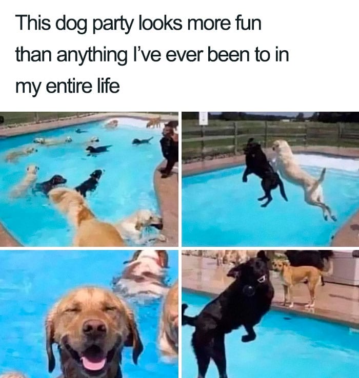 50 Wholesome Memes That Remind Us The World Isn’t All Bad