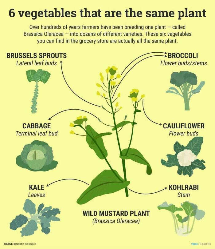 30 Extremely Helpful Tips And Facts About Food That You Probably Didn't Know