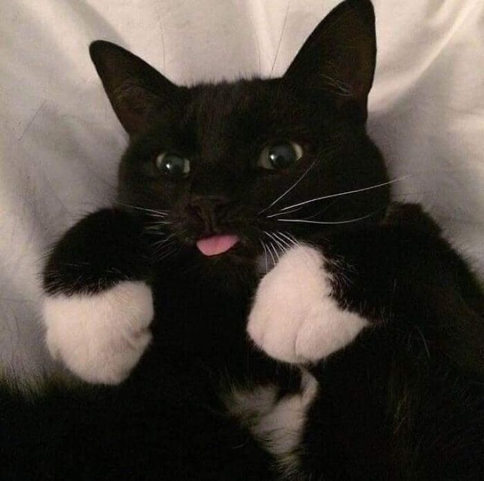 30 Extremely Adorable Cat Pics !