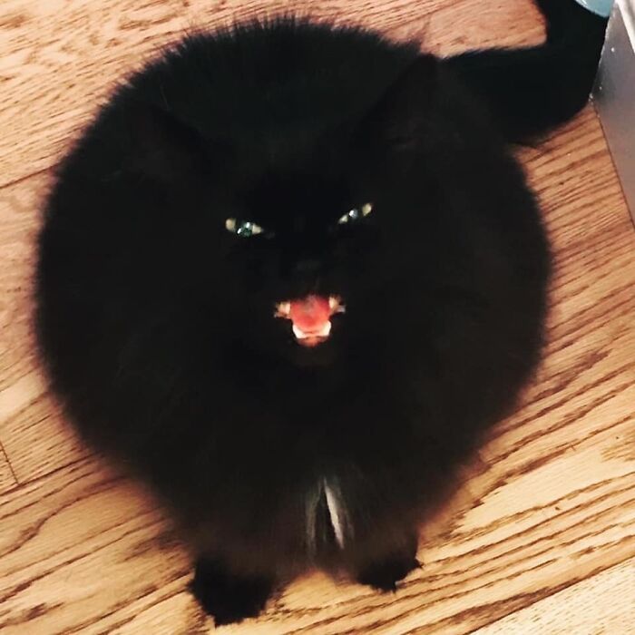 30 Extremely Adorable Cat Pics !