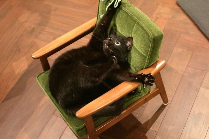 30 Extremely Adorable Cat Pics !