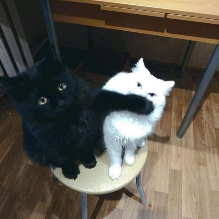 30 Extremely Adorable Cat Pics !