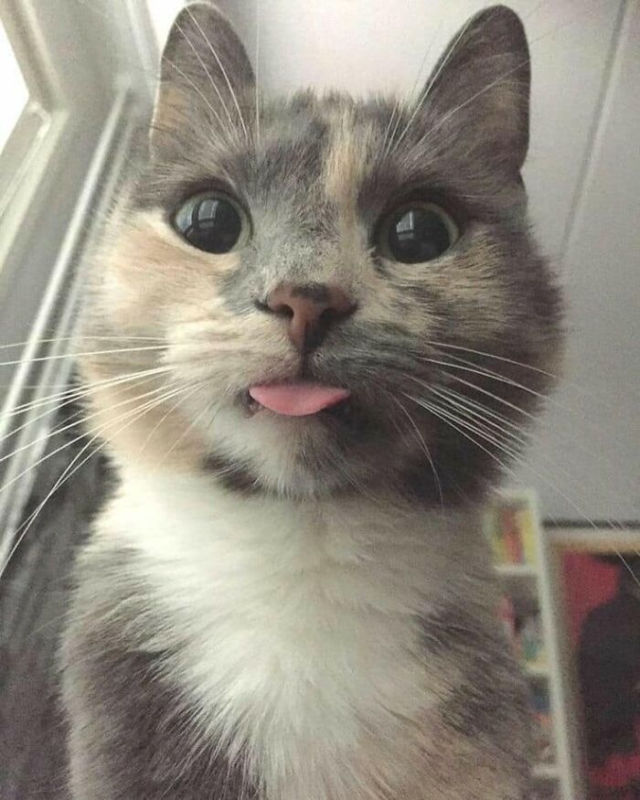 30 Extremely Adorable Cat Pics !