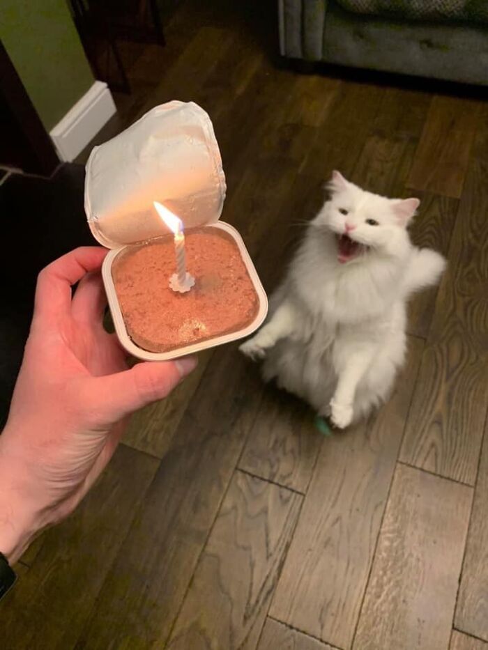30 Extremely Adorable Cat Pics !