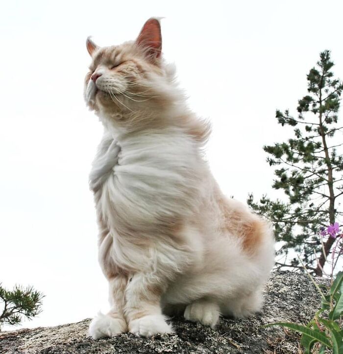 30 Extremely Adorable Cat Pics !