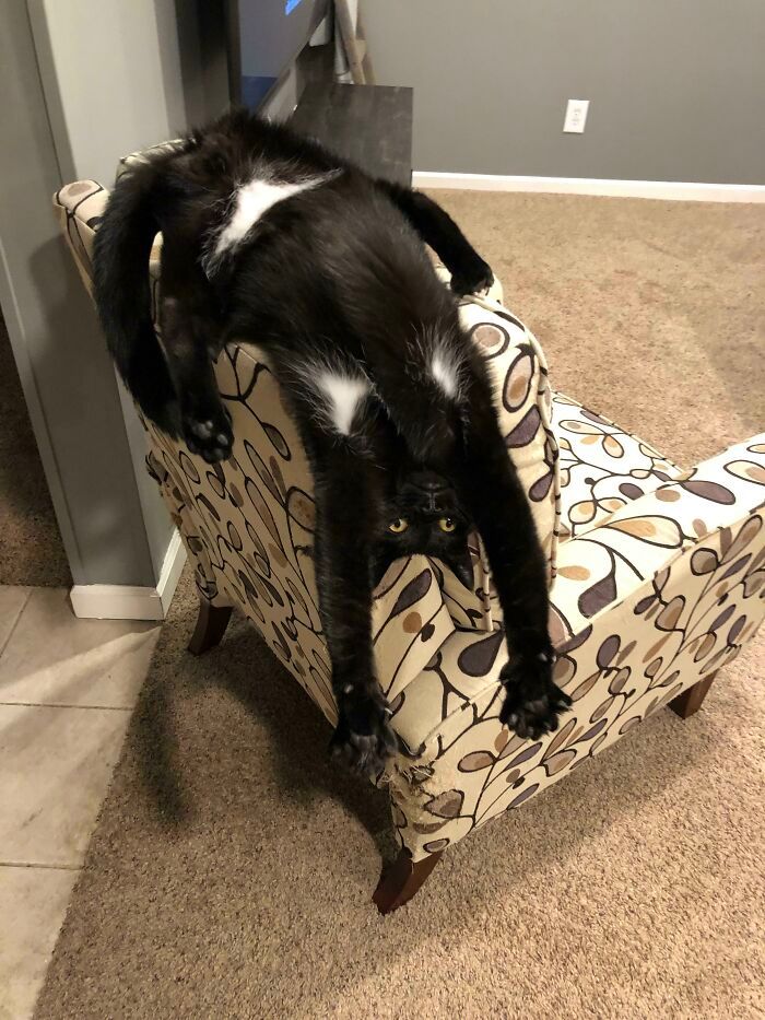 30 Extremely Adorable Cat Pics !