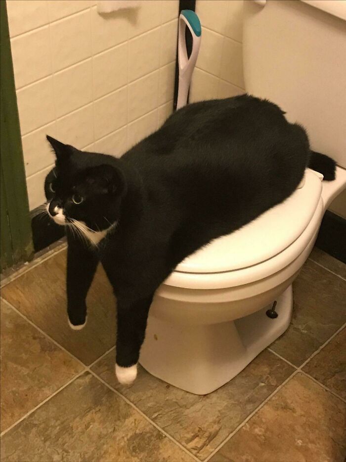 30 Extremely Adorable Cat Pics !