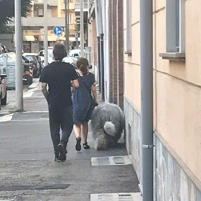 35 Funny And Adorable Dogs That Were Sneakily Photographed