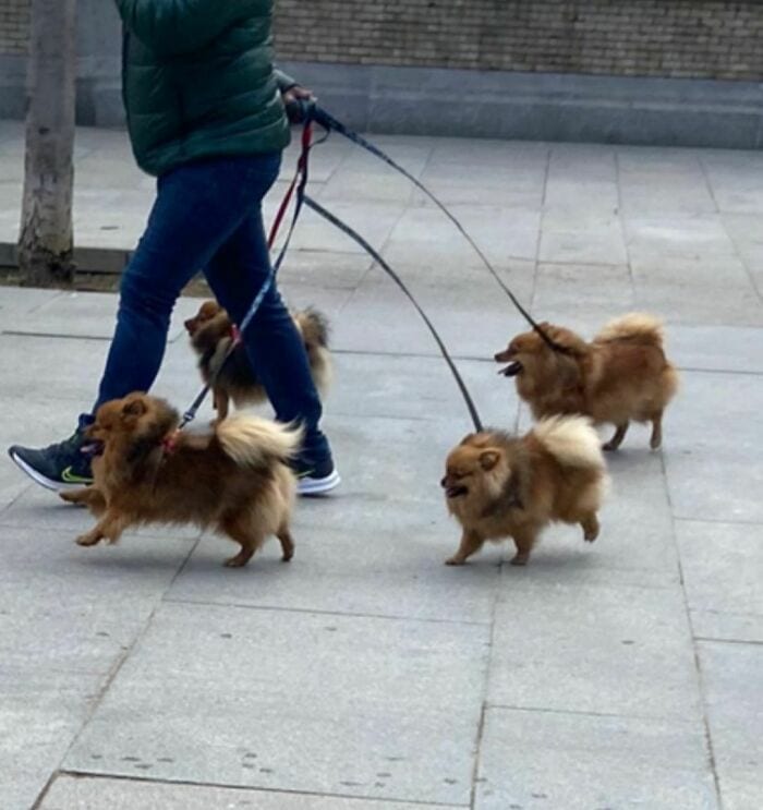 35 Funny And Adorable Dogs That Were Sneakily Photographed