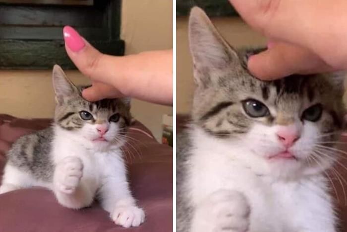 30 Extremely Adorable Cat Pics !