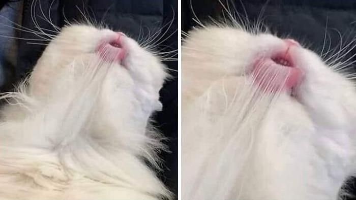 30 Extremely Adorable Cat Pics !