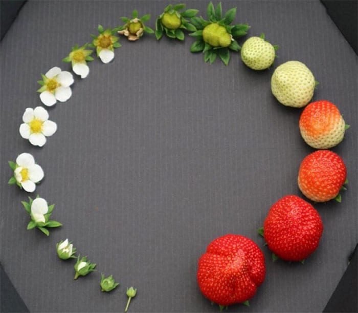 30 Extremely Helpful Tips And Facts About Food That You Probably Didn't Know