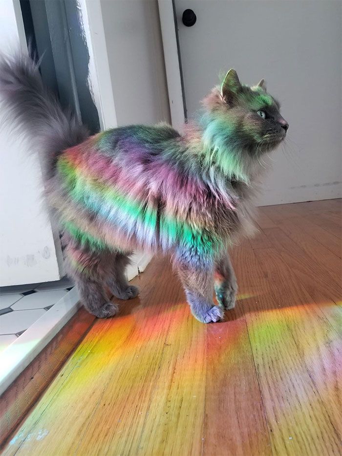 30 Extremely Adorable Cat Pics !