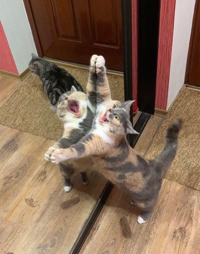 30 Extremely Adorable Cat Pics !