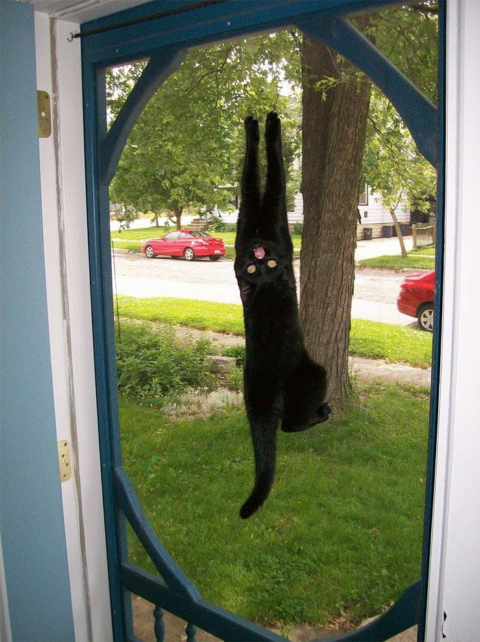 30 Extremely Adorable Cat Pics !