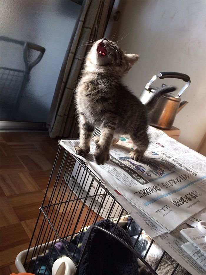 30 Extremely Adorable Cat Pics !