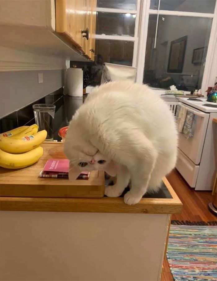 30 Extremely Adorable Cat Pics !
