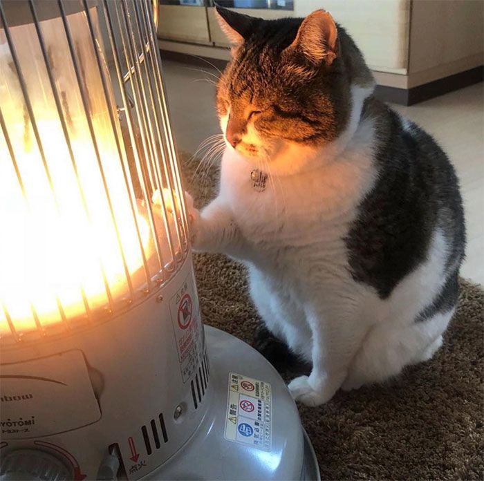 30 Extremely Adorable Cat Pics !