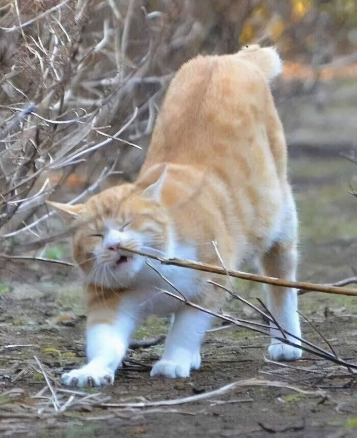 30 Extremely Adorable Cat Pics !