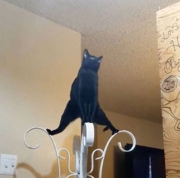 30 Extremely Adorable Cat Pics !