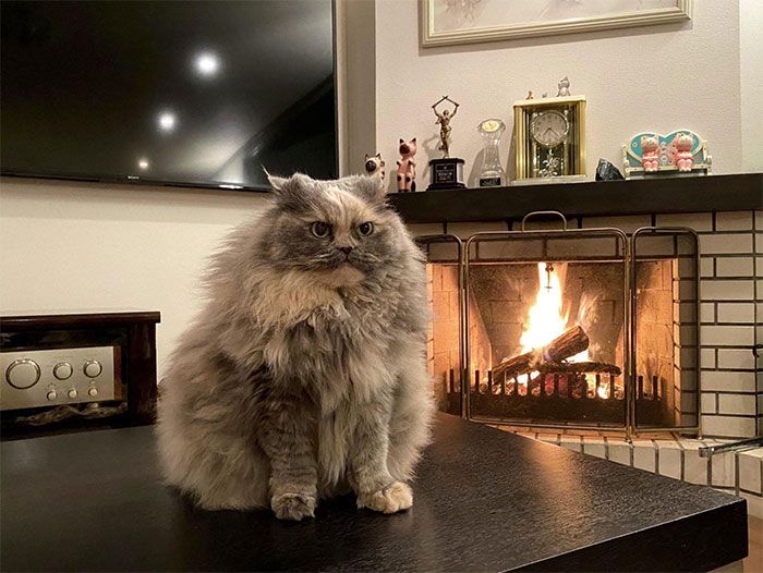 30 Extremely Adorable Cat Pics !