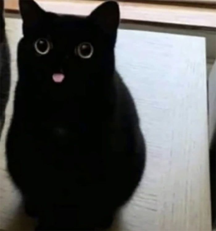 30 Extremely Adorable Cat Pics !