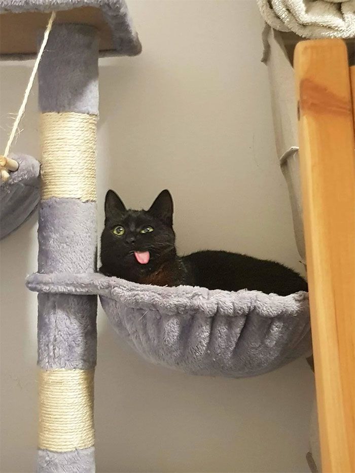 30 Extremely Adorable Cat Pics !