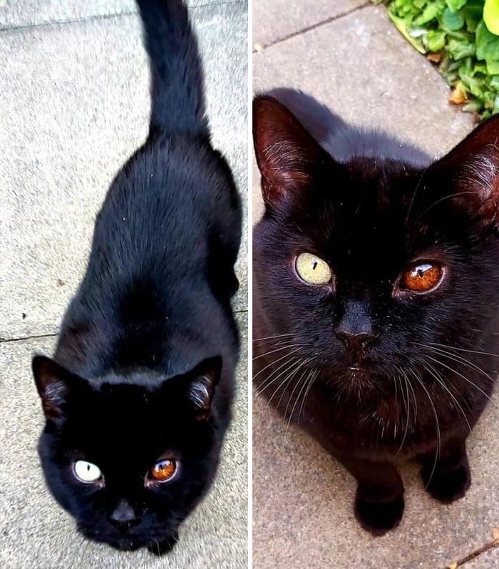 30 Extremely Adorable Cat Pics !