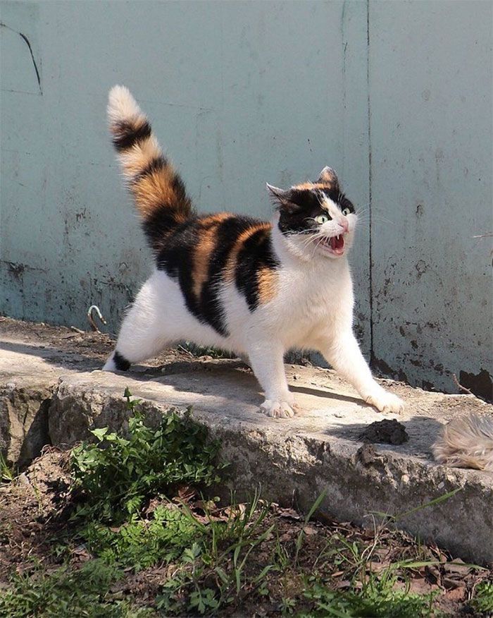 30 Extremely Adorable Cat Pics !