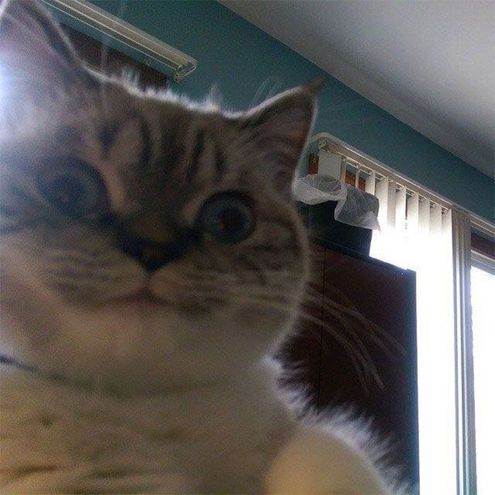 30 Extremely Adorable Cat Pics !