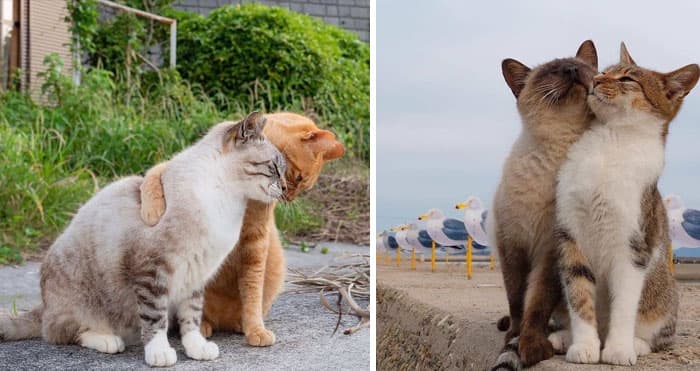 50 Wholesome Pics To Heal Your Soul