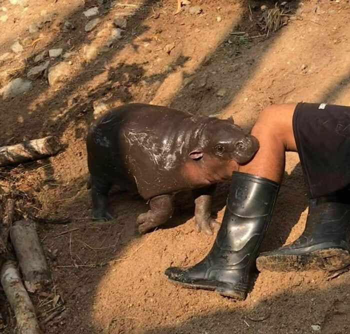 30 Extremely Wholesome Animal Memes That Are So Cute !