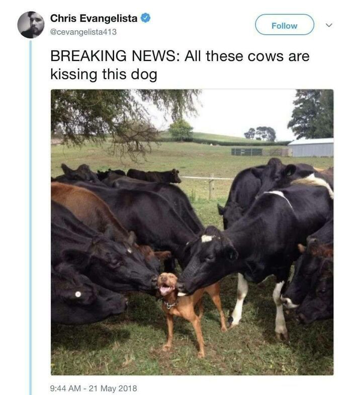 30 Extremely Wholesome Animal Memes That Are So Cute !