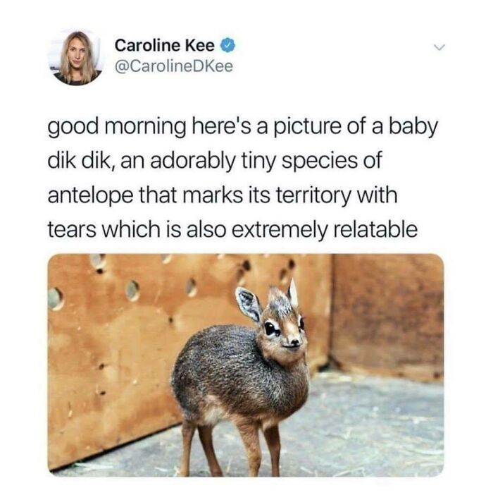 30 Extremely Wholesome Animal Memes That Are So Cute !