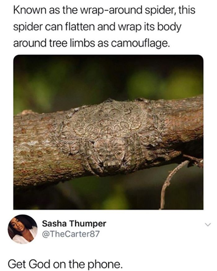 30 Extremely Wholesome Animal Memes That Are So Cute !