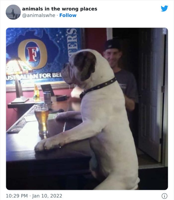 30 Hilarious And Odd Times Animals Were Spotted In Places They Shouldn't Have Been 