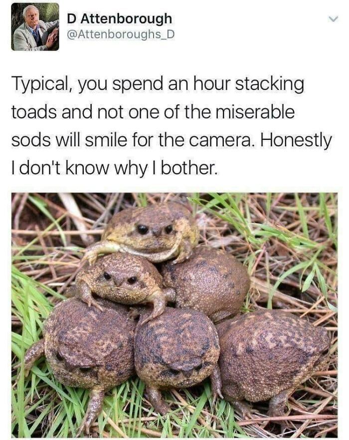 30 Extremely Wholesome Animal Memes That Are So Cute !