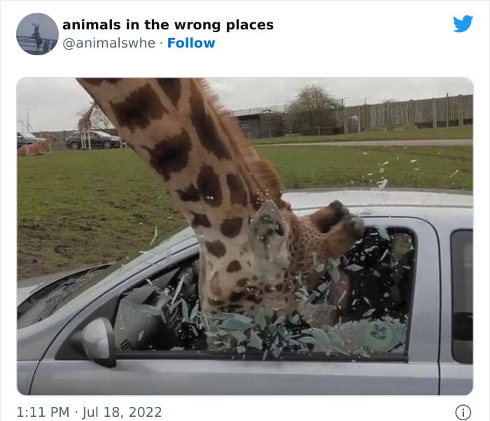 30 Hilarious And Odd Times Animals Were Spotted In Places They Shouldn't Have Been 